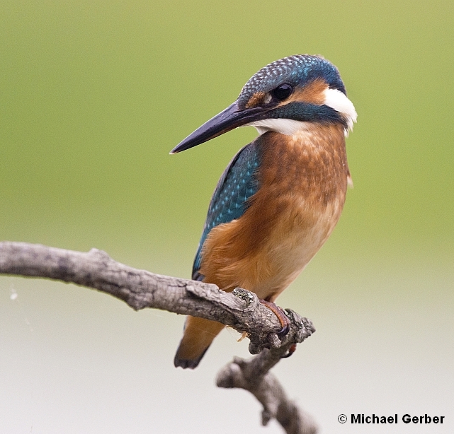 Vogel des Jahres 2026: Der Eisvogel